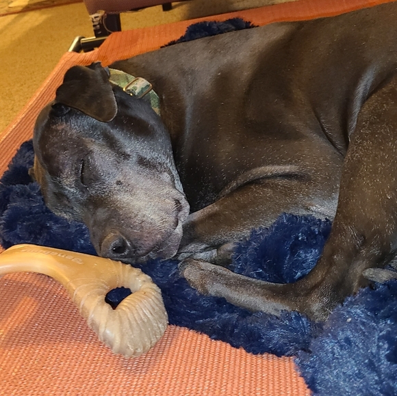 🐾LIVE/SILENT SHOW LISTING 🐾🐾🐾🐾 - Picture 11 of 16